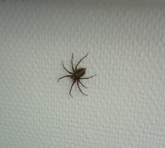 Hvordan forebygger man edderkopper i hjemmet, læs vores tips og husråd fra skadedyrforbudt.flash.marketing